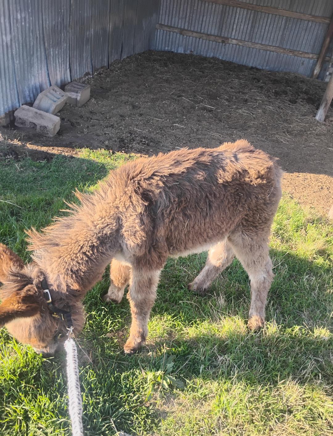 Enlarge Poncho  (Updated pics), a ADOPTABLE Donkey in Sulphur, OK image 4/4
