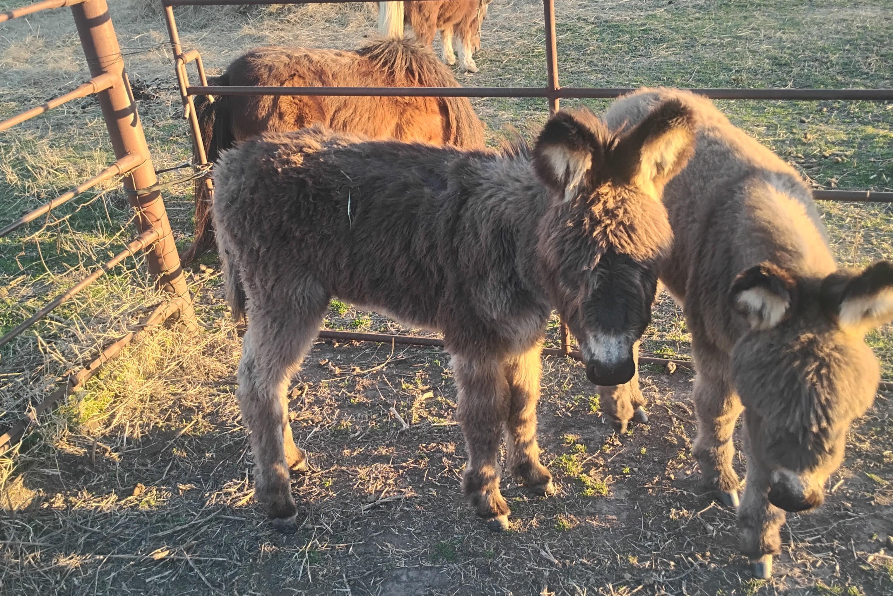 Enlarge Poncho, a ADOPTABLE Donkey in Sulphur, OK image 1/4
