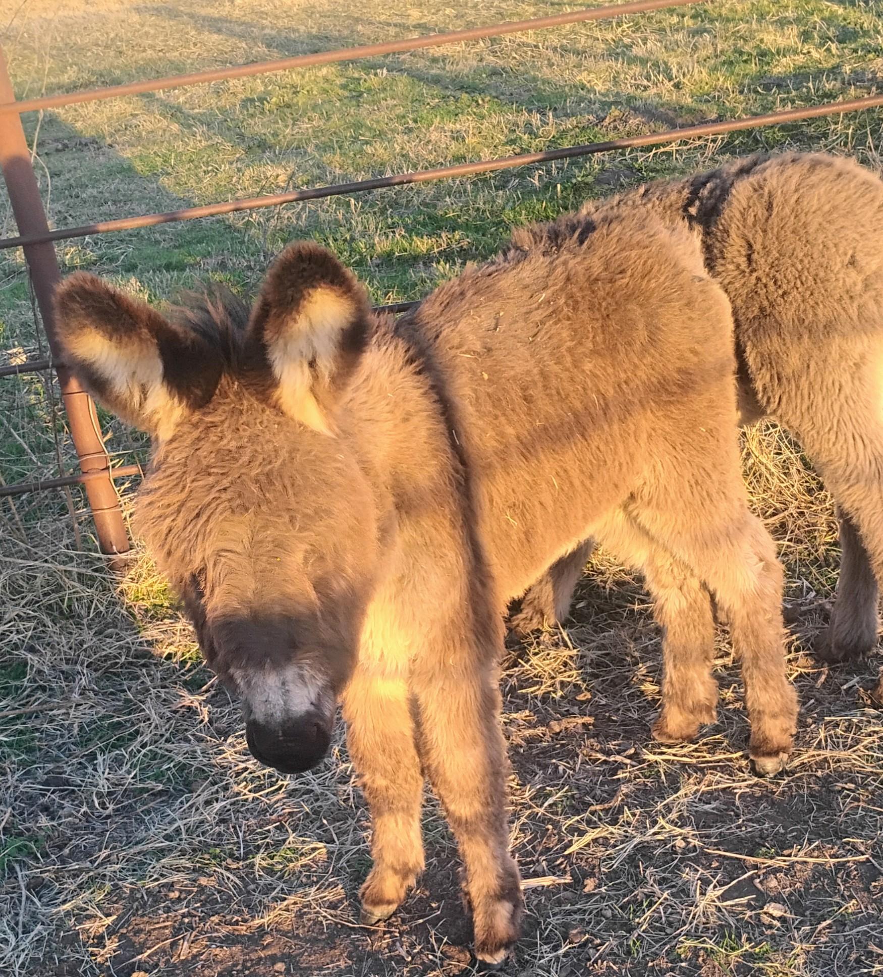 Enlarge Poncho, a ADOPTABLE Donkey in Sulphur, OK image 4/4
