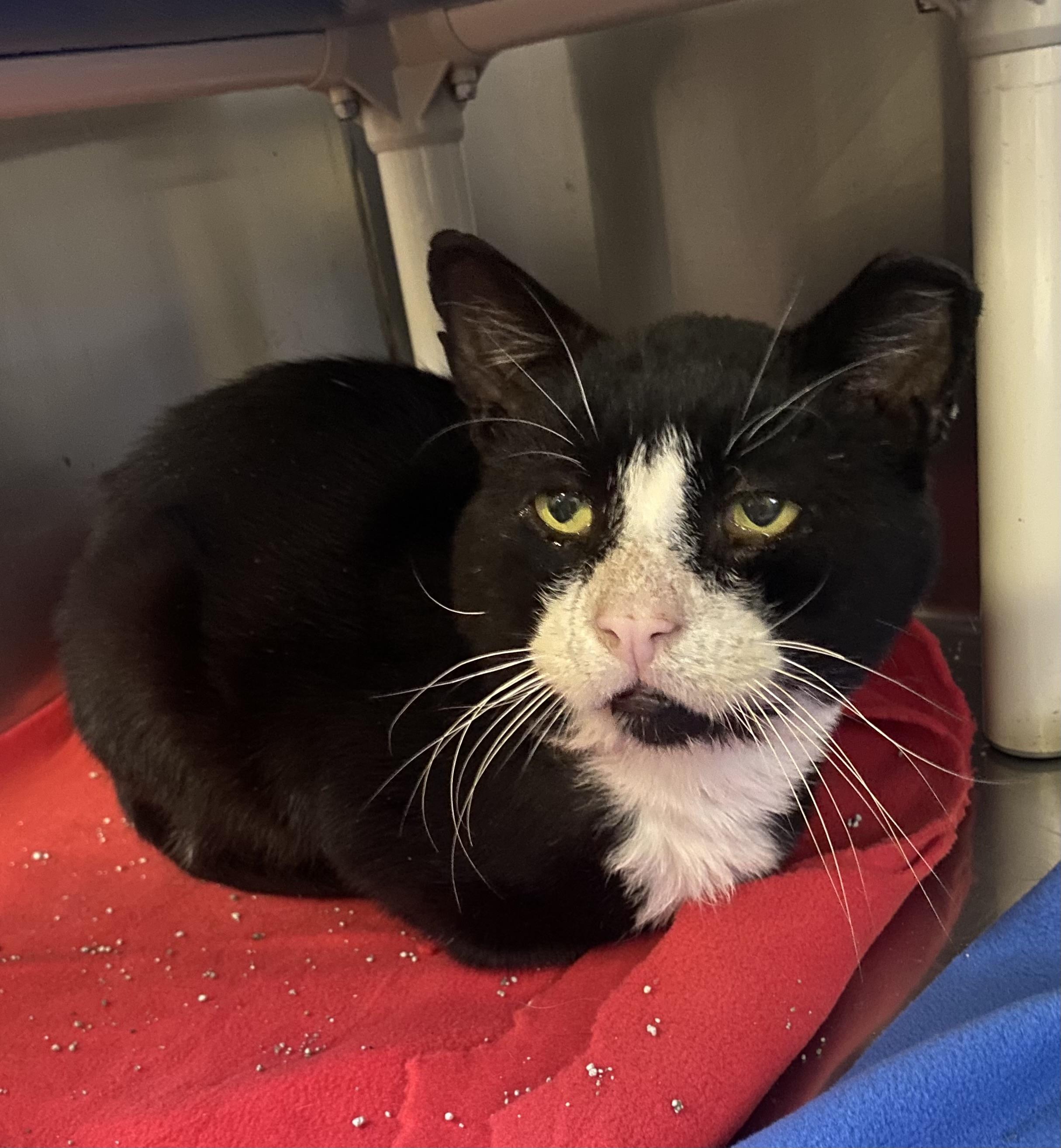 Enlarge Norbert, a Adoptable Domestic Short Hair in Hatley, WI image 1/3