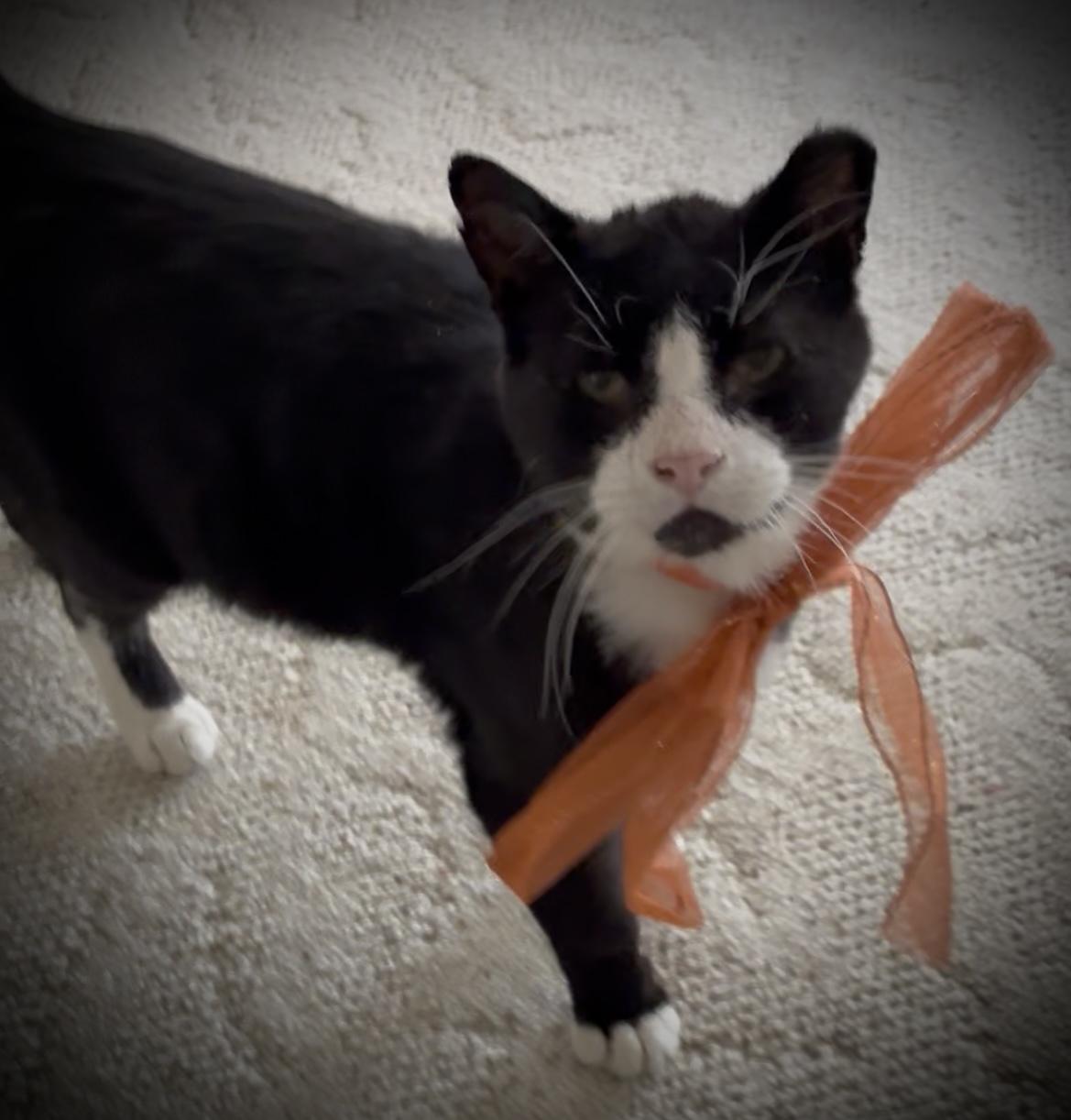 Norbert, Adoptable, Adult Male Domestic Short Hair.