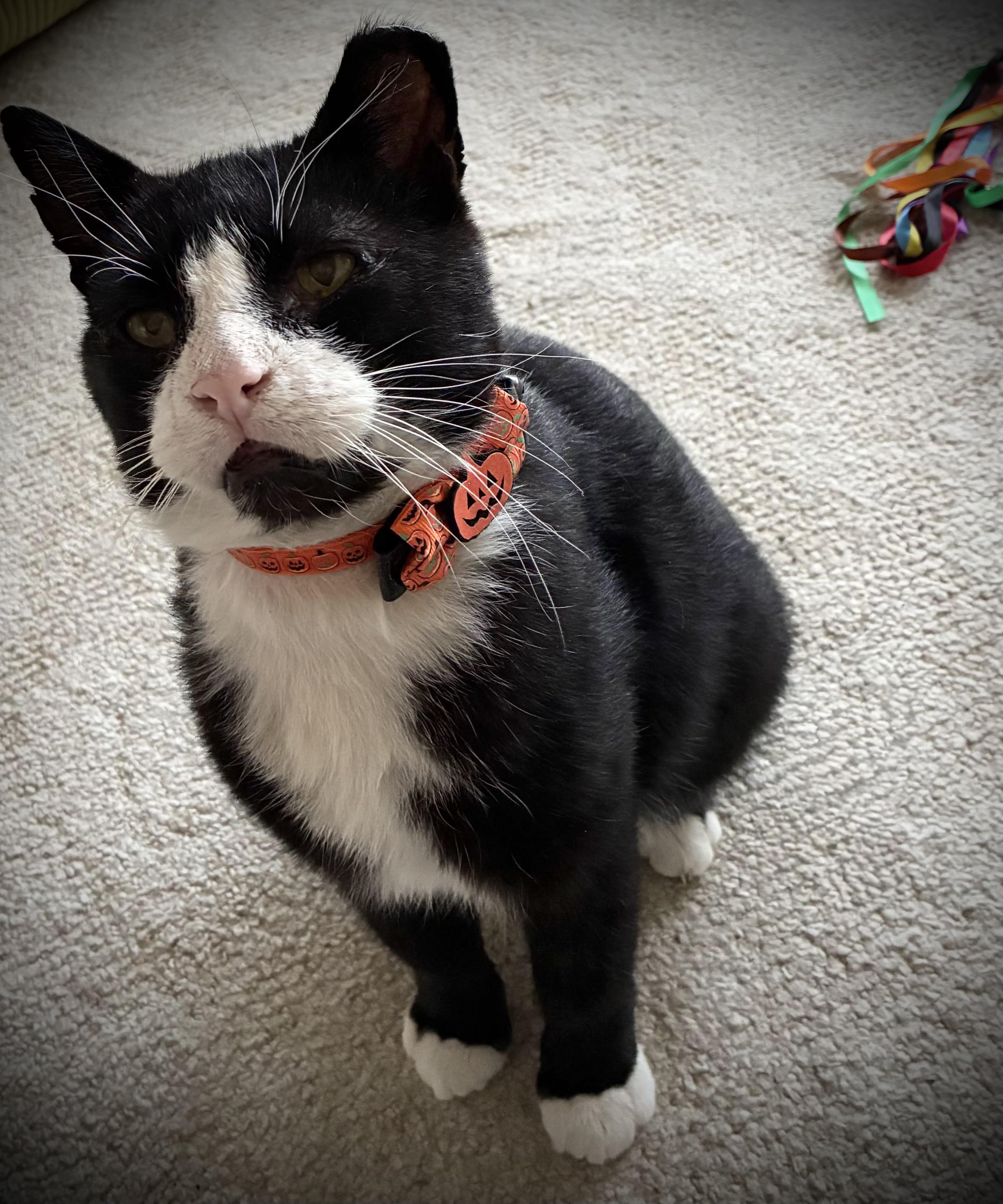 Enlarge Norbert, a Adoptable Domestic Short Hair in Hatley, WI image 3/3