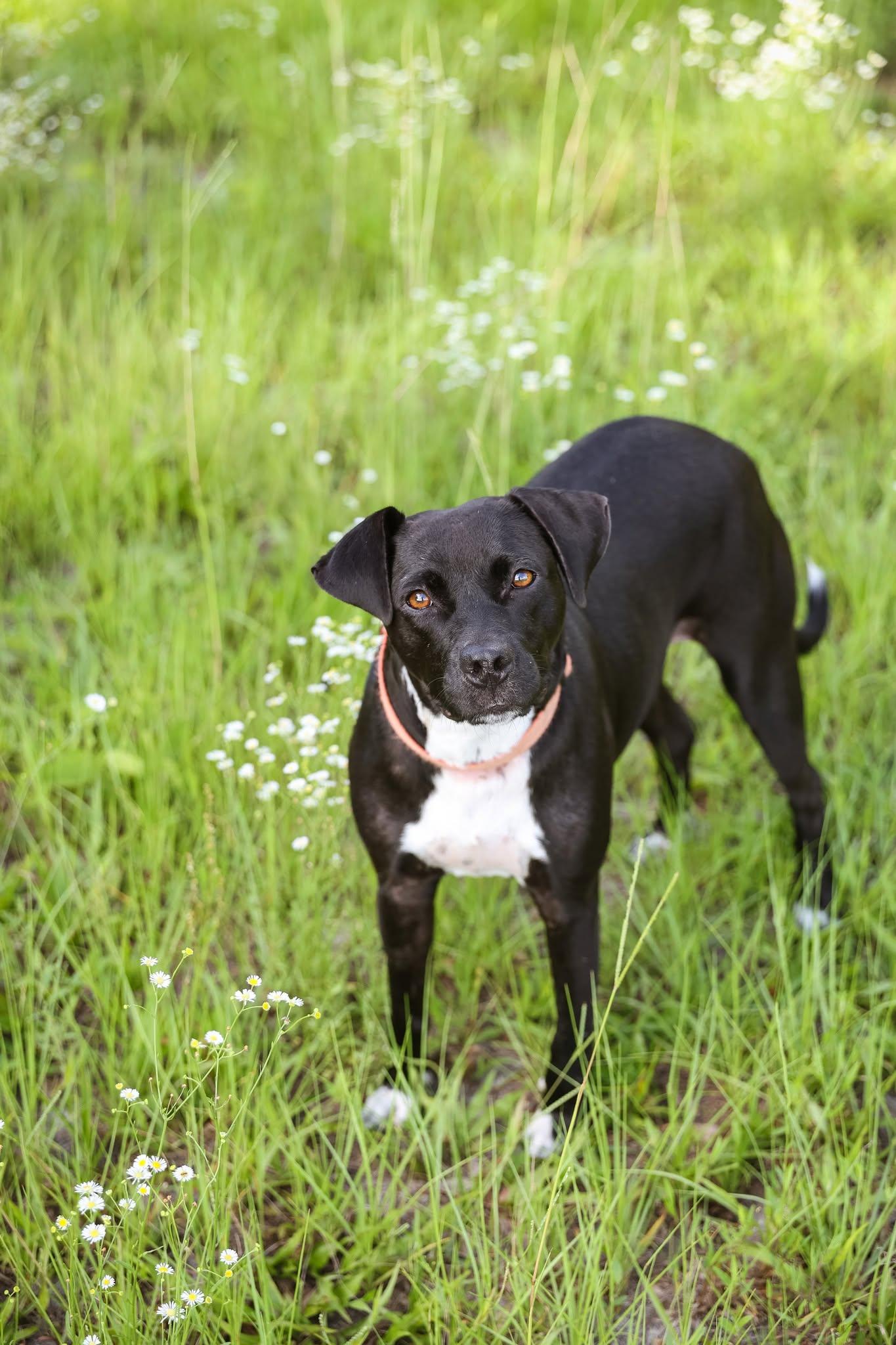 Betty Wiggles, Adopted, Adult Female Mixed Breed.