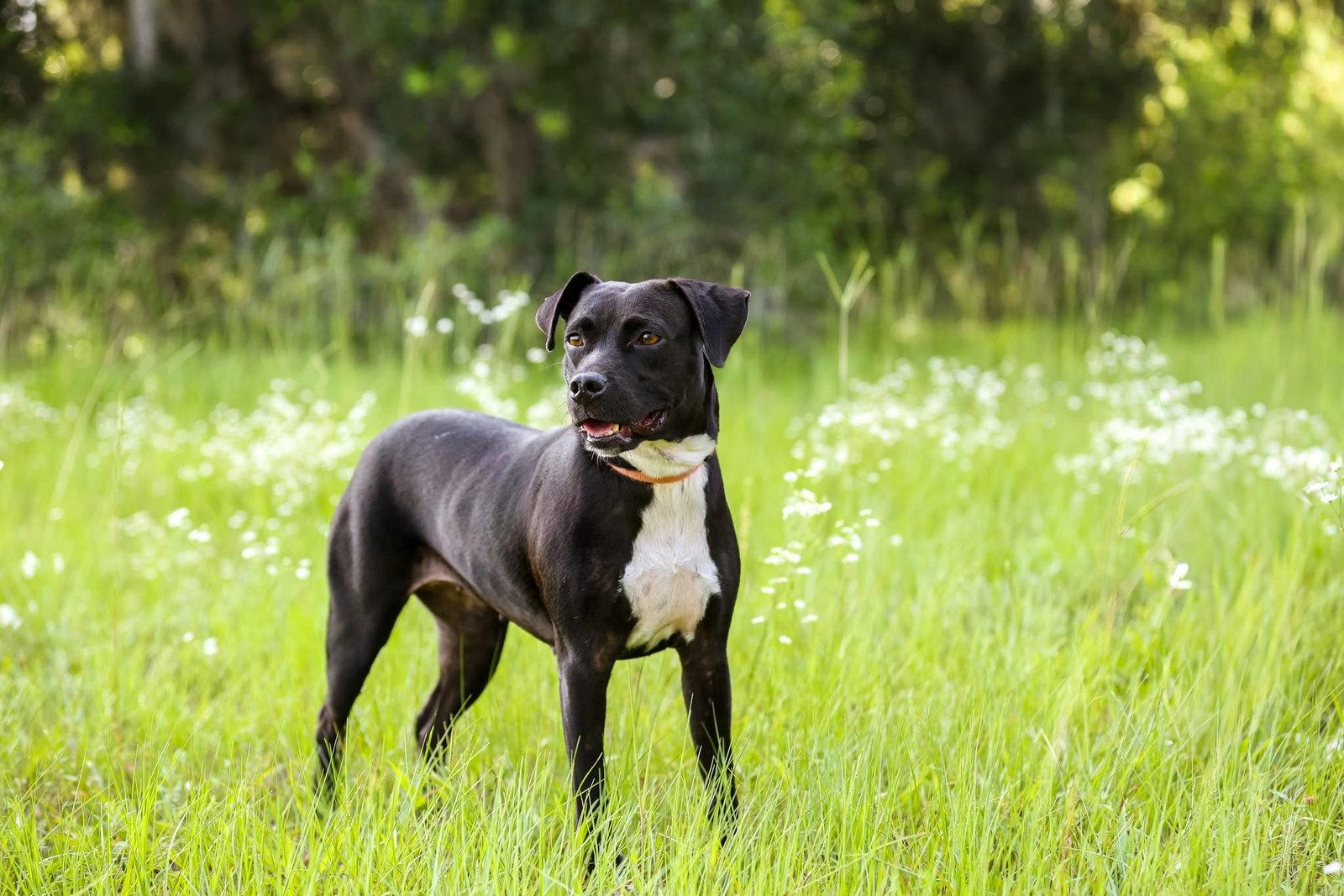 Enlarge Betty Wiggles, a Adopted Mixed Breed in Gainesville, FL image 2/3