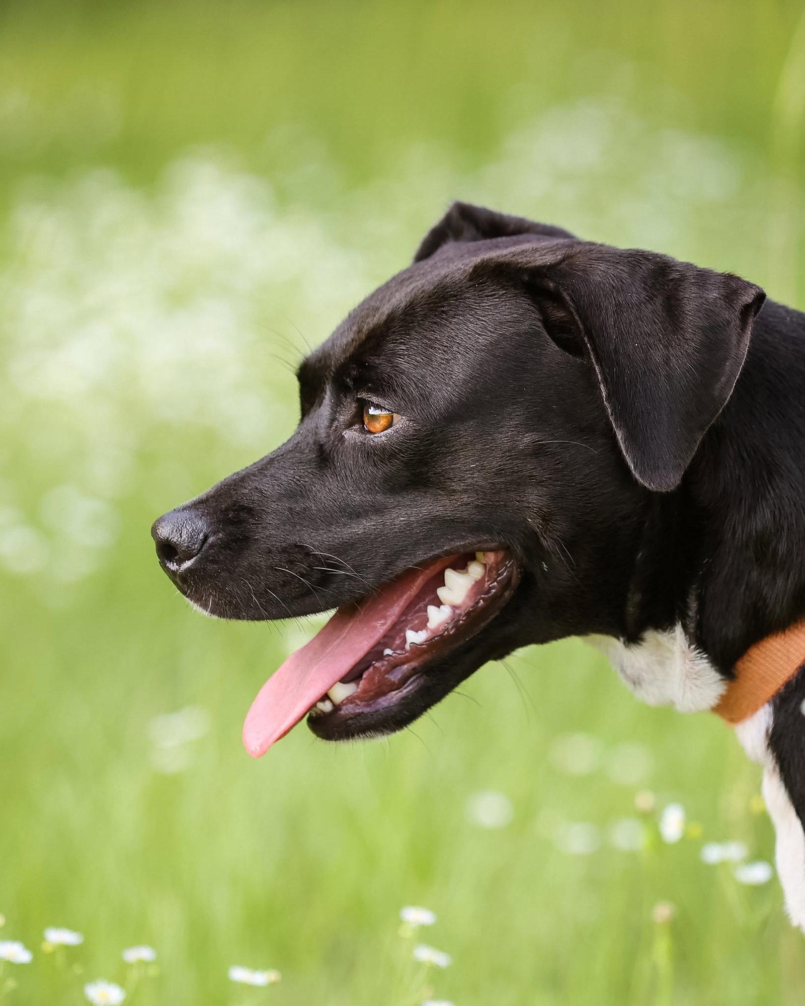 Enlarge Betty Wiggles, a Adopted Mixed Breed in Gainesville, FL image 3/3