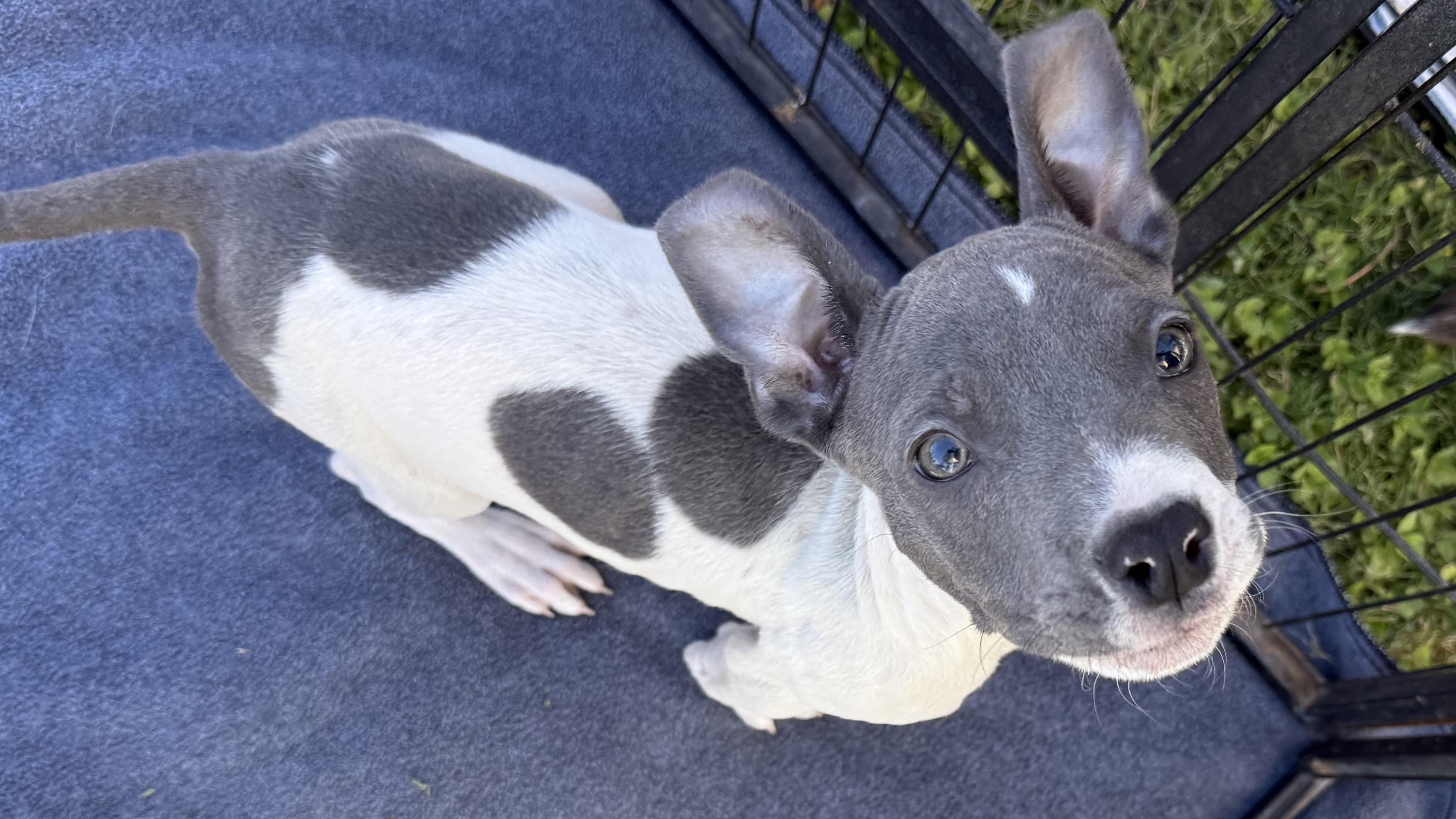 Stef, a Adoptable mixed breed in Scottsdale, AZ image 2/3