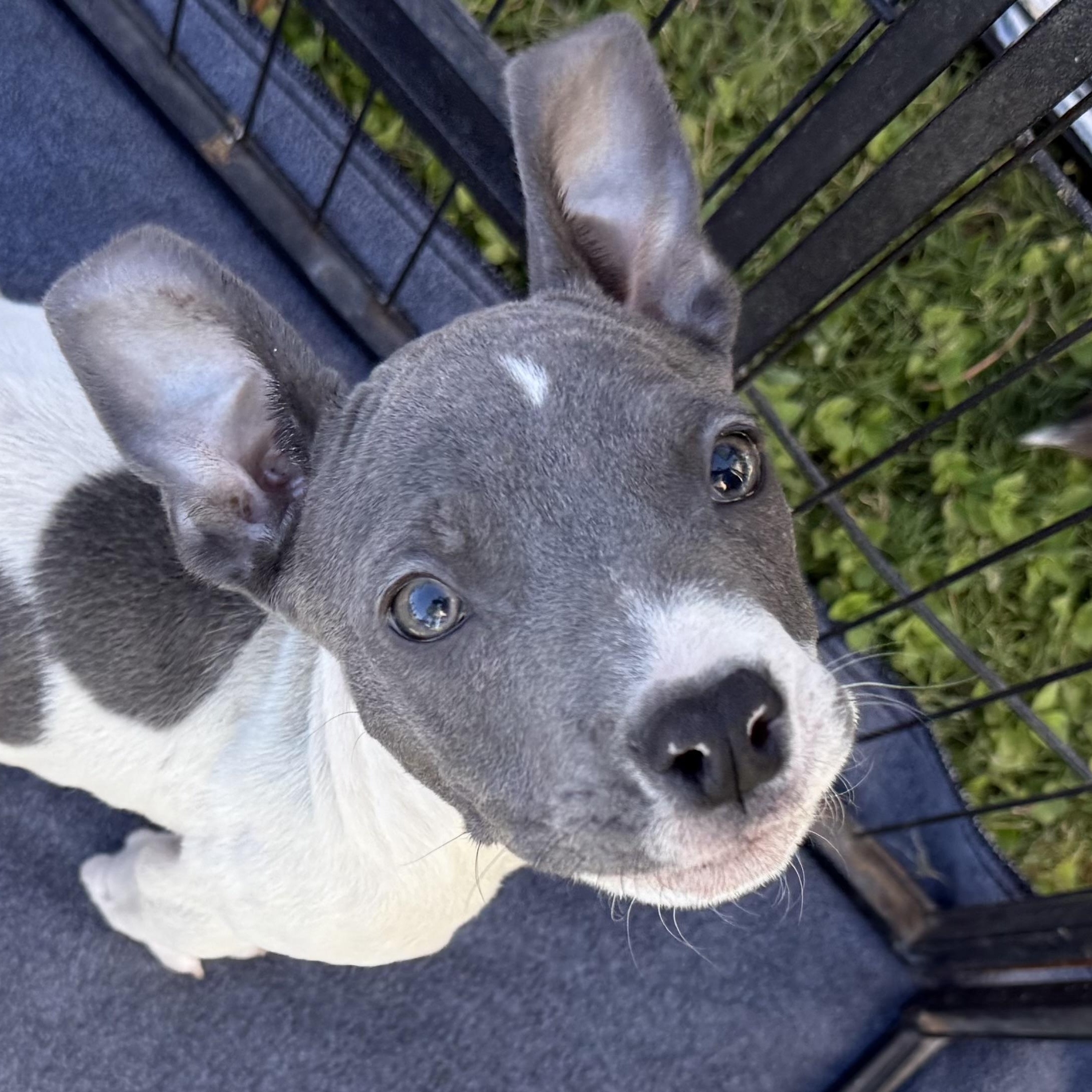 Stef, Adoptable, Puppy Female French Bulldog & American Staffordshire Terrier.