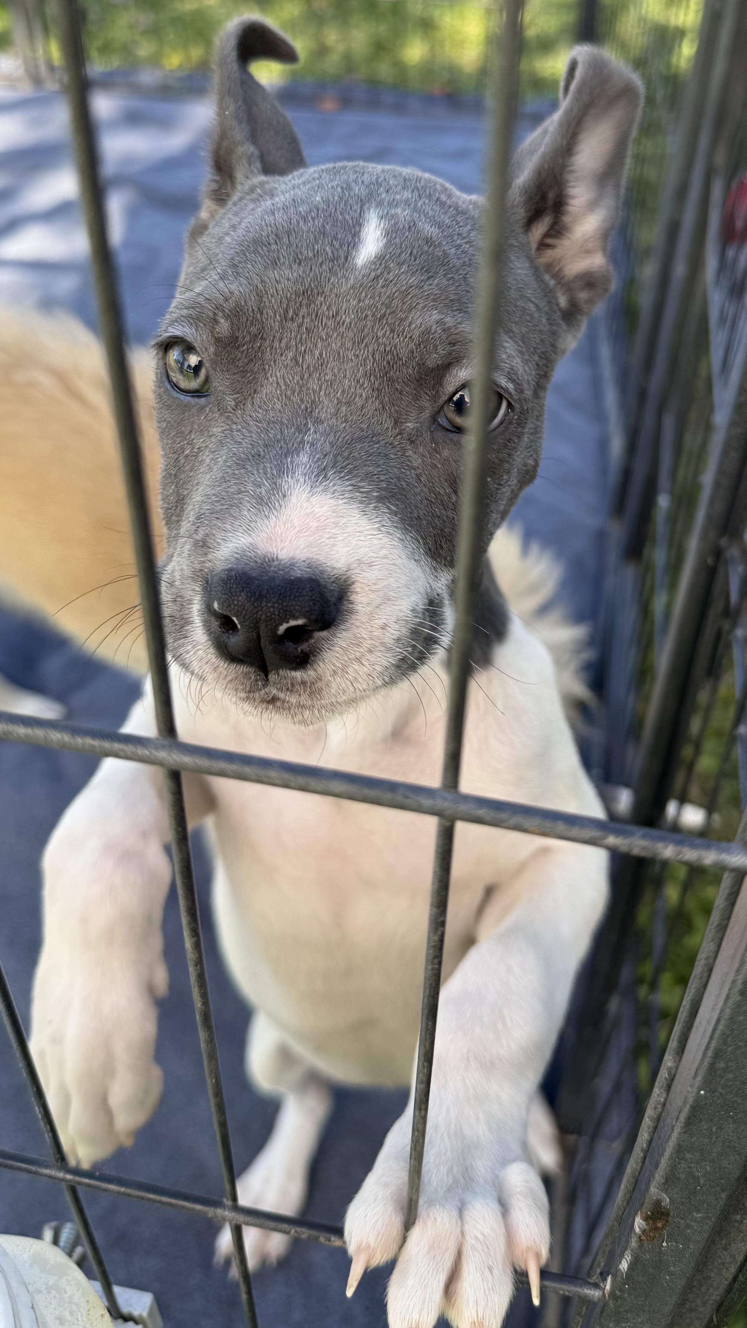 Stef, a Adoptable mixed breed in Scottsdale, AZ image 3/3