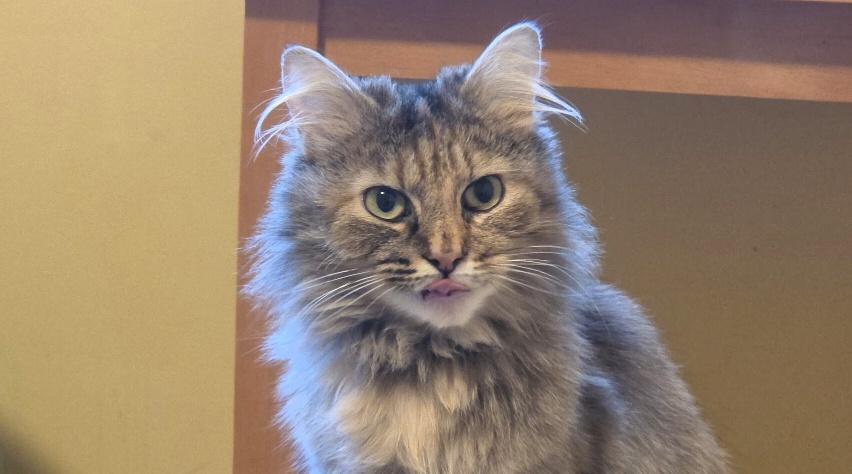 Enlarge Margaret, a ADOPTABLE Domestic Medium Hair in Des Moines , WA image 2/3
