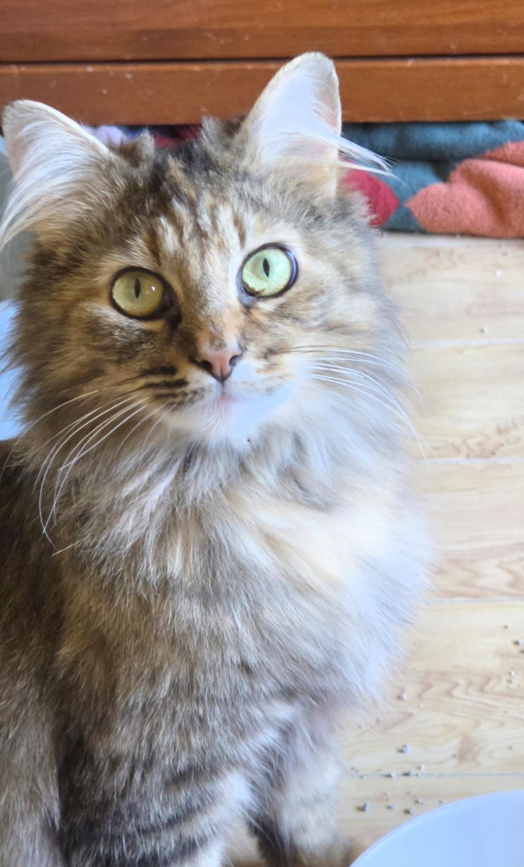 Margaret, ADOPTABLE, Adult Female Domestic Medium Hair.