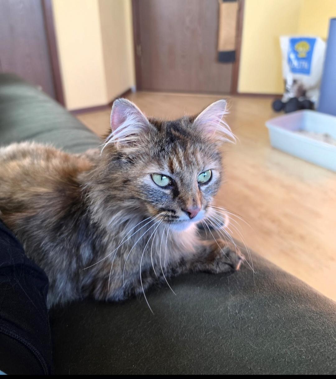 Enlarge Margaret, a ADOPTABLE Domestic Medium Hair in Des Moines , WA image 3/3