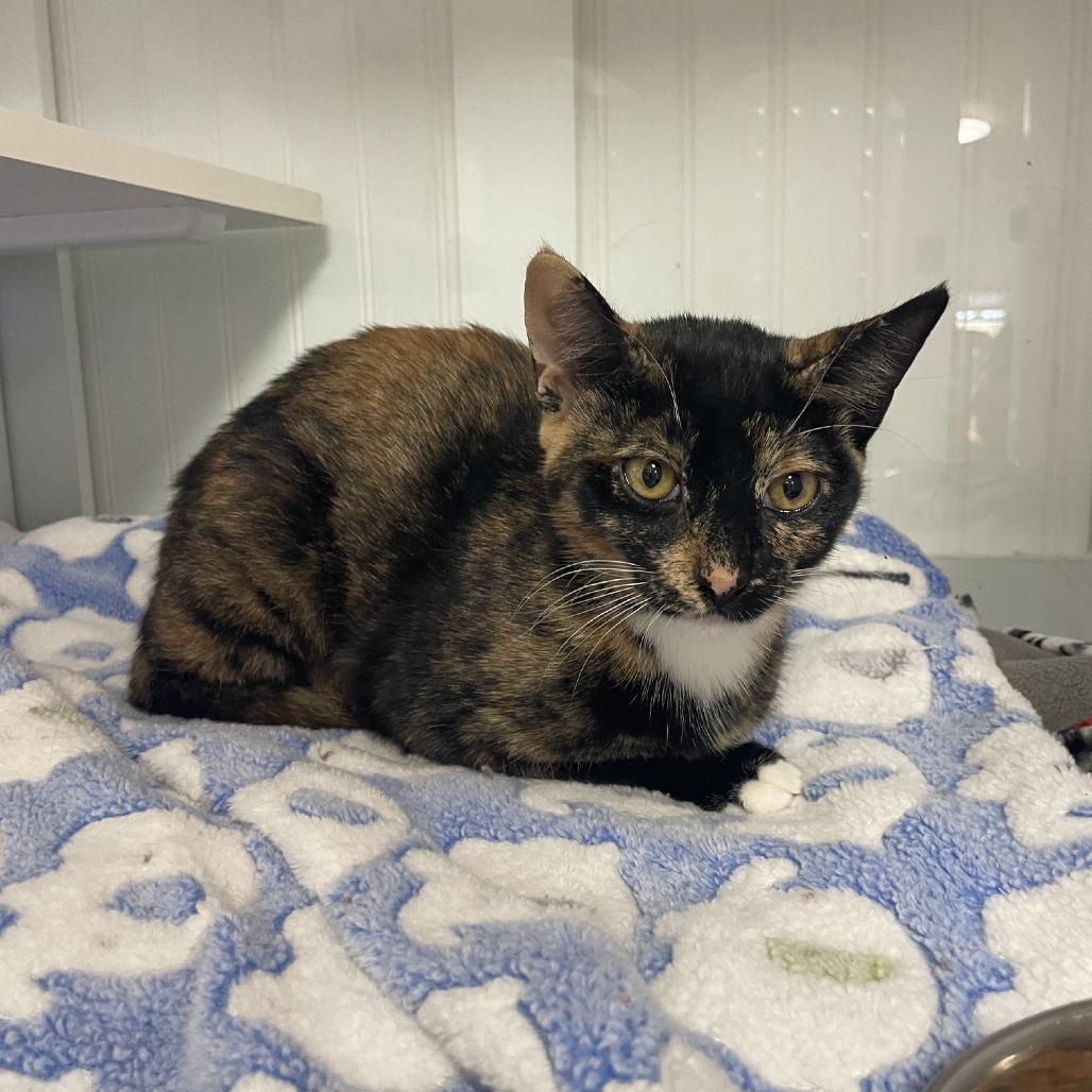 Beans, Adopted, Kitten Female Domestic Short Hair.