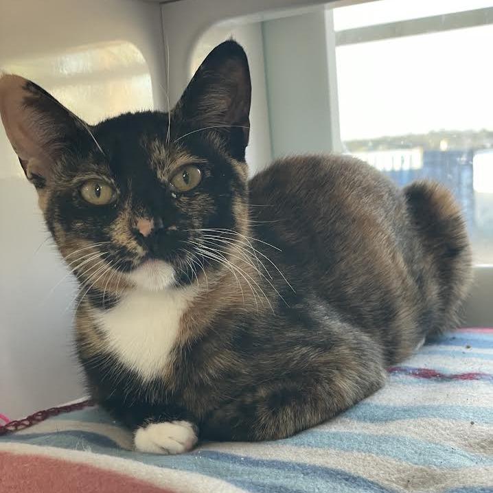 Enlarge Beans, a Adopted Domestic Short Hair in Prescott, AZ image 2/4