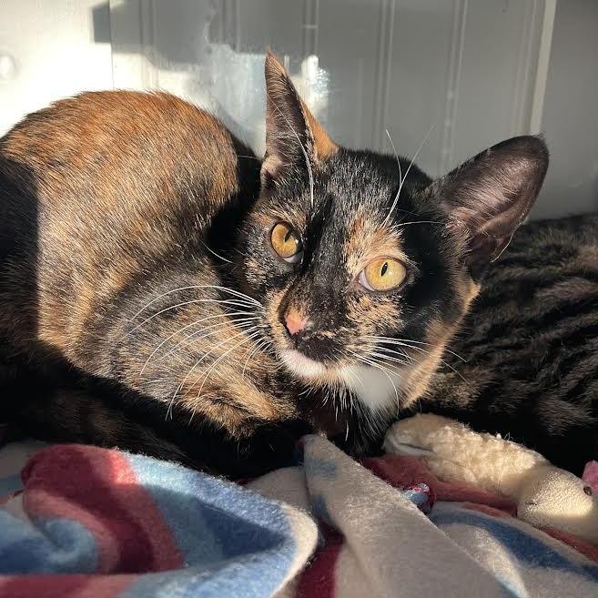 Enlarge Beans, a Adopted Domestic Short Hair in Prescott, AZ image 3/4