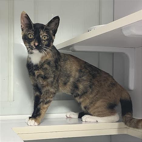 Enlarge Beans, a Adopted Domestic Short Hair in Prescott, AZ image 4/4