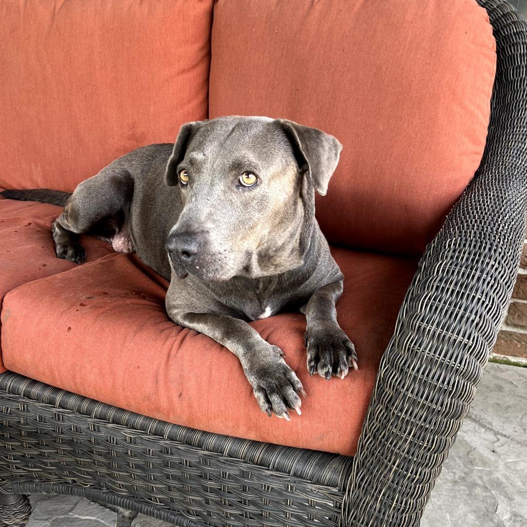 Ruby, Adoptable, Adult Female Shar-Pei & American Staffordshire Terrier.