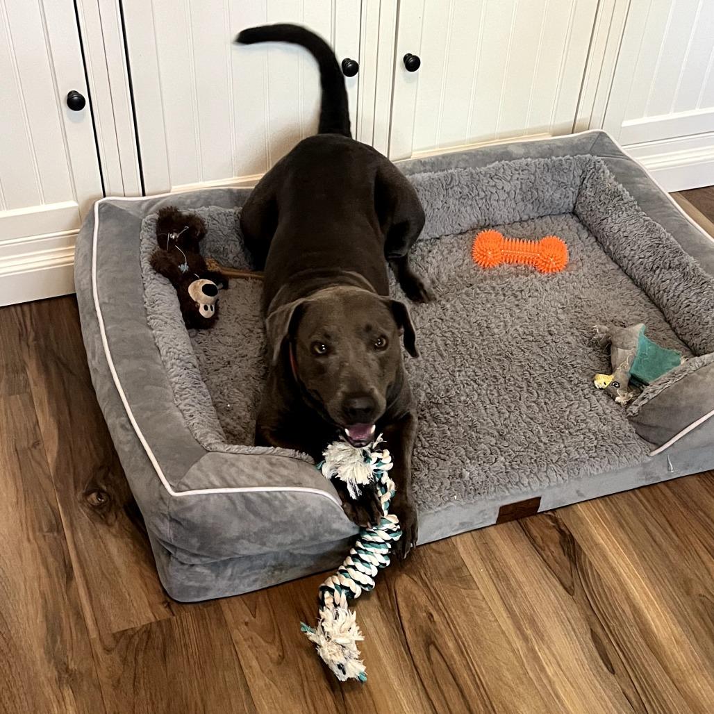 Enlarge Ruby, a Adoptable mixed breed in Houston, TX image 2/4