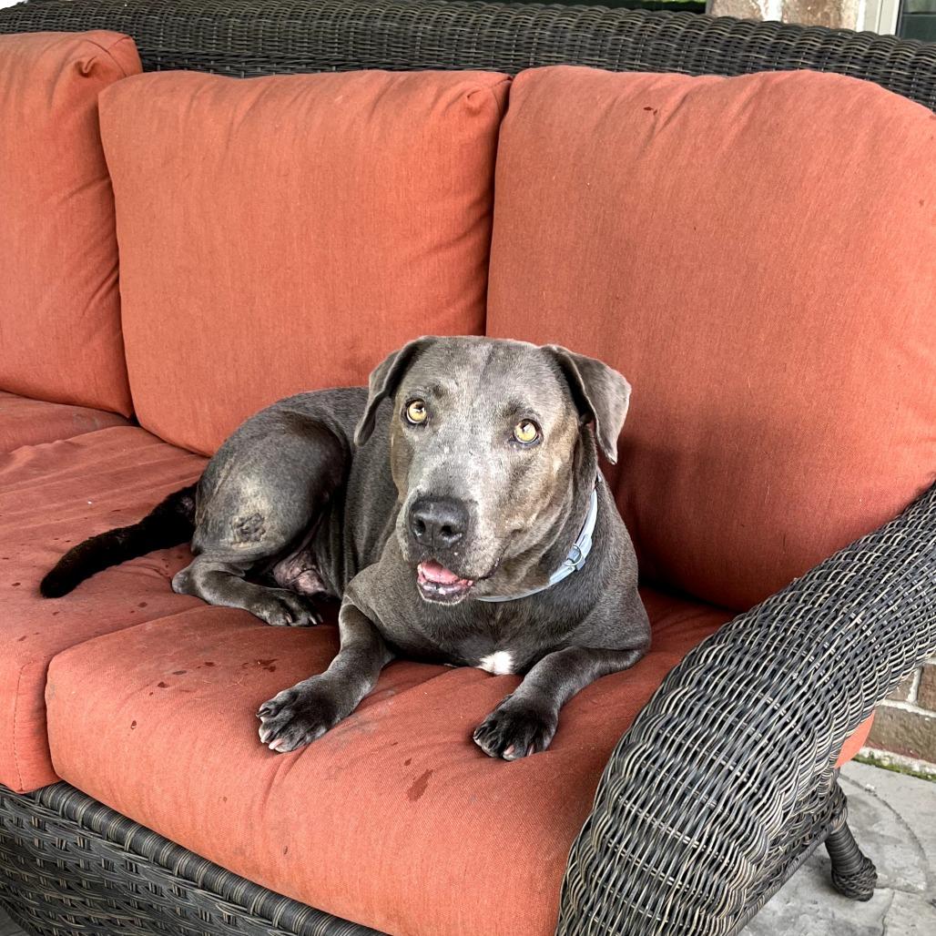 Enlarge Ruby, a Adoptable mixed breed in Houston, TX image 3/4