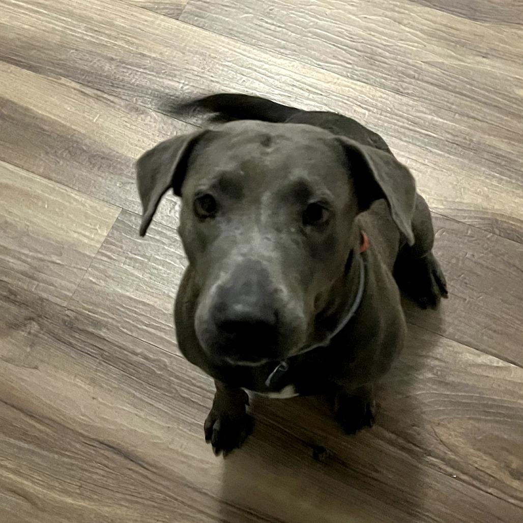 Enlarge Ruby, a Adoptable mixed breed in Houston, TX image 4/4