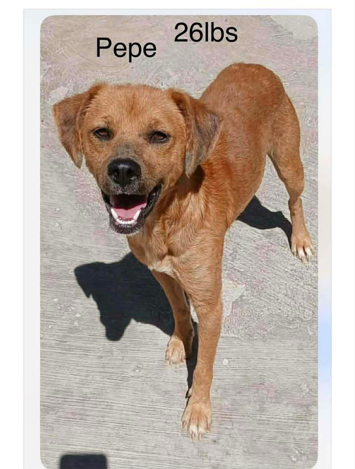 Enlarge Pepe, a Adoptable Black Mouth Cur in Windsor, CO image 1/5