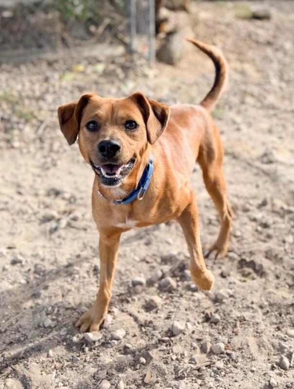 Enlarge Pepe, a Adoptable Black Mouth Cur in Windsor, CO image 2/5