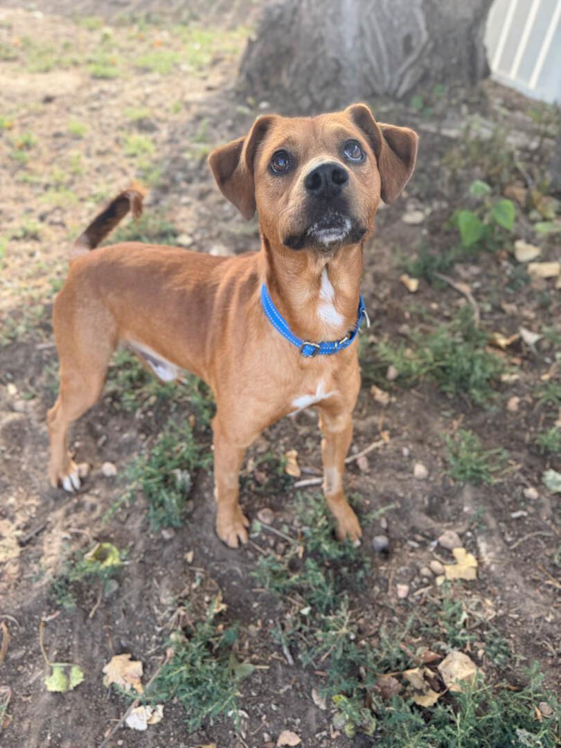 Enlarge Pepe, a Adoptable Black Mouth Cur in Windsor, CO image 3/5