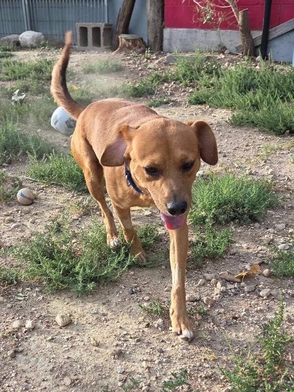 Enlarge Pepe, a Adoptable Black Mouth Cur in Windsor, CO image 4/5