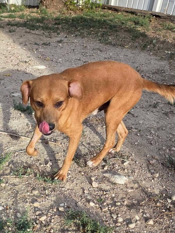 Enlarge Pepe, a Adoptable Black Mouth Cur in Windsor, CO image 5/5