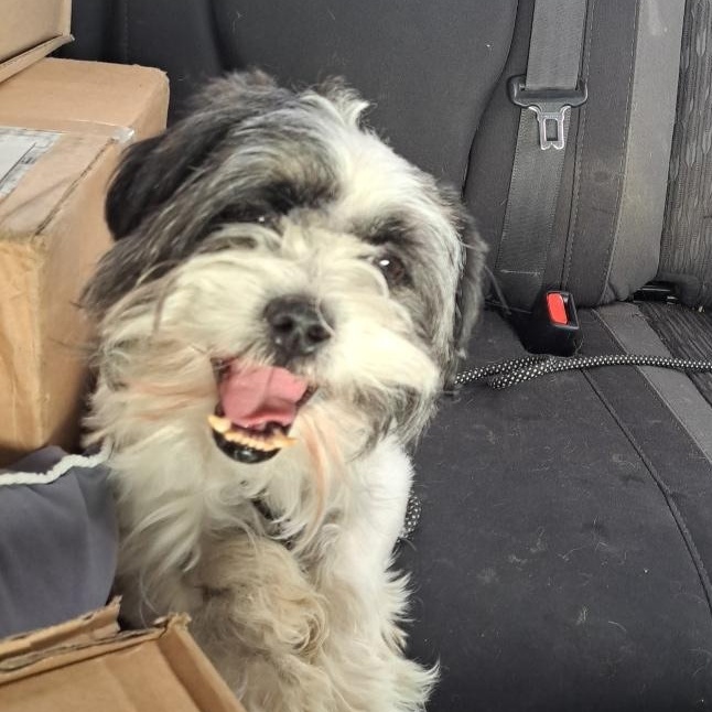 Enlarge Max, a ADOPTABLE Shih poo in AUDUBON, NJ image 1/1