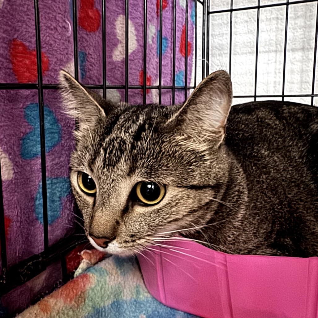 Enlarge Luna, a Adoptable Domestic Short Hair in Katy, TX image 1/1