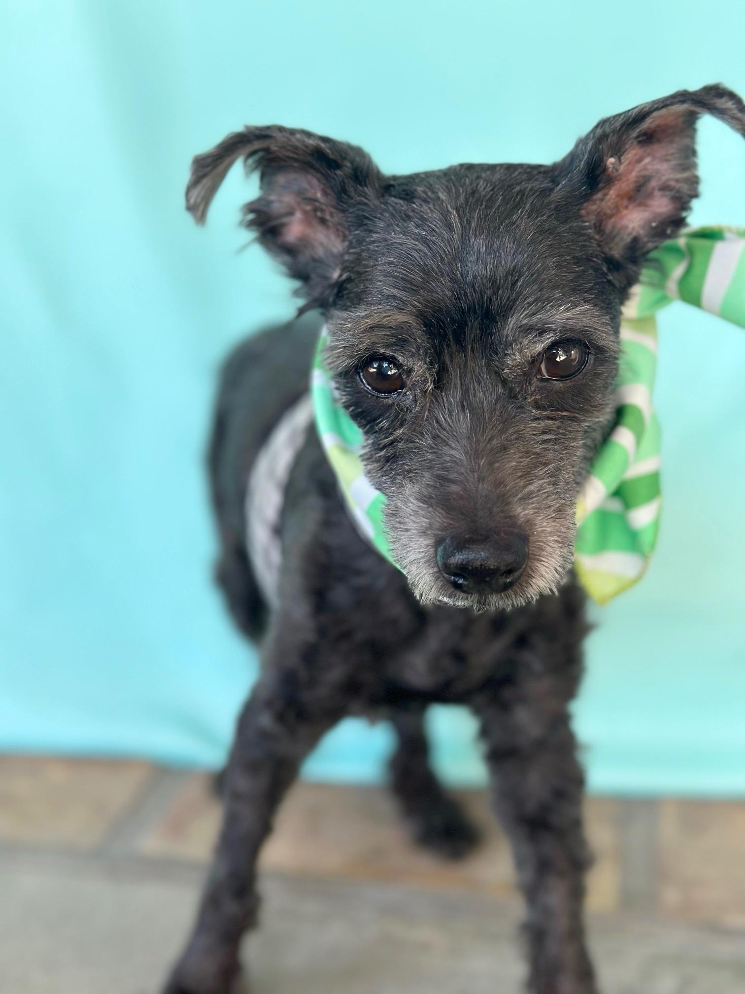 Jean Claude, Adoptable, Senior Male Miniature Schnauzer.