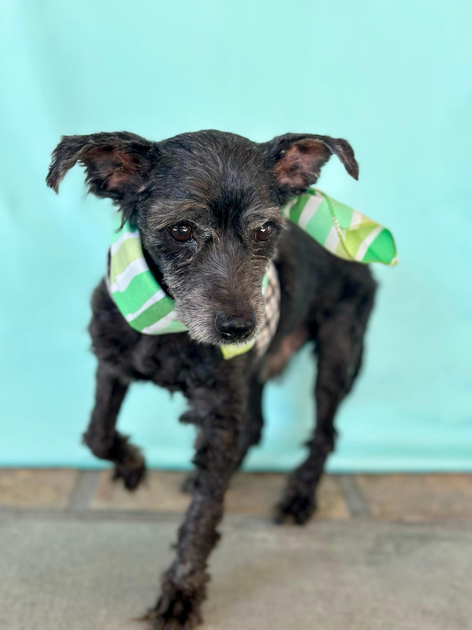 Jean Claude, a Adoptable mixed breed in Rancho Palos Verdes, CA image 2/6