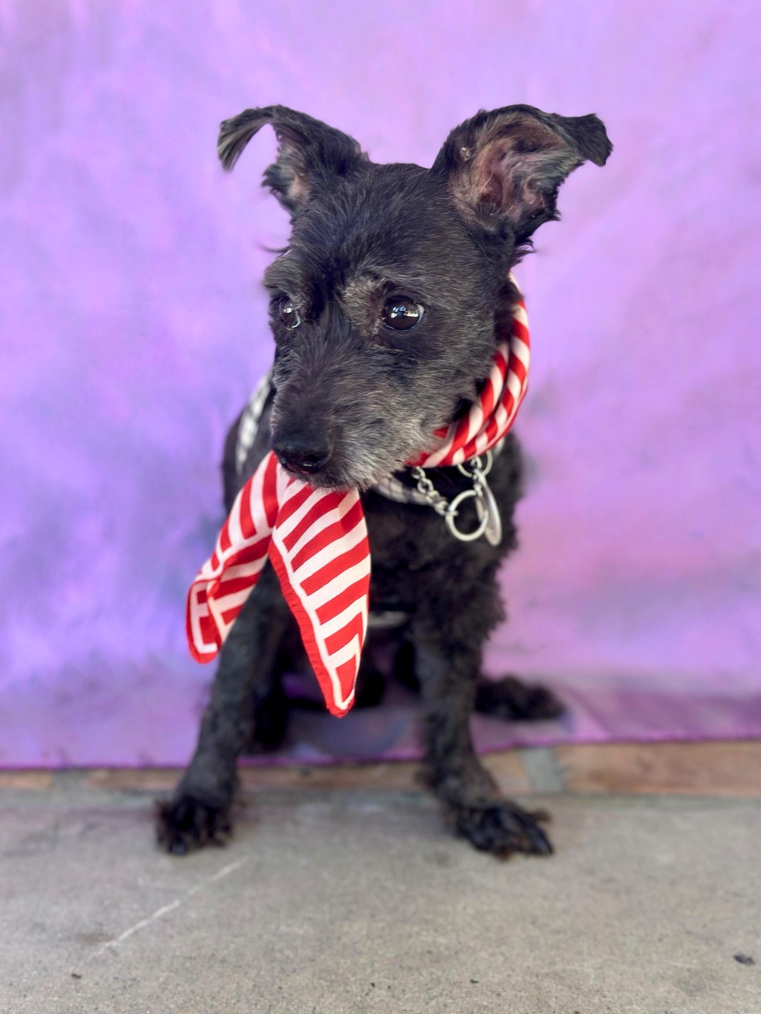 Jean Claude, a Adoptable mixed breed in Rancho Palos Verdes, CA image 3/6