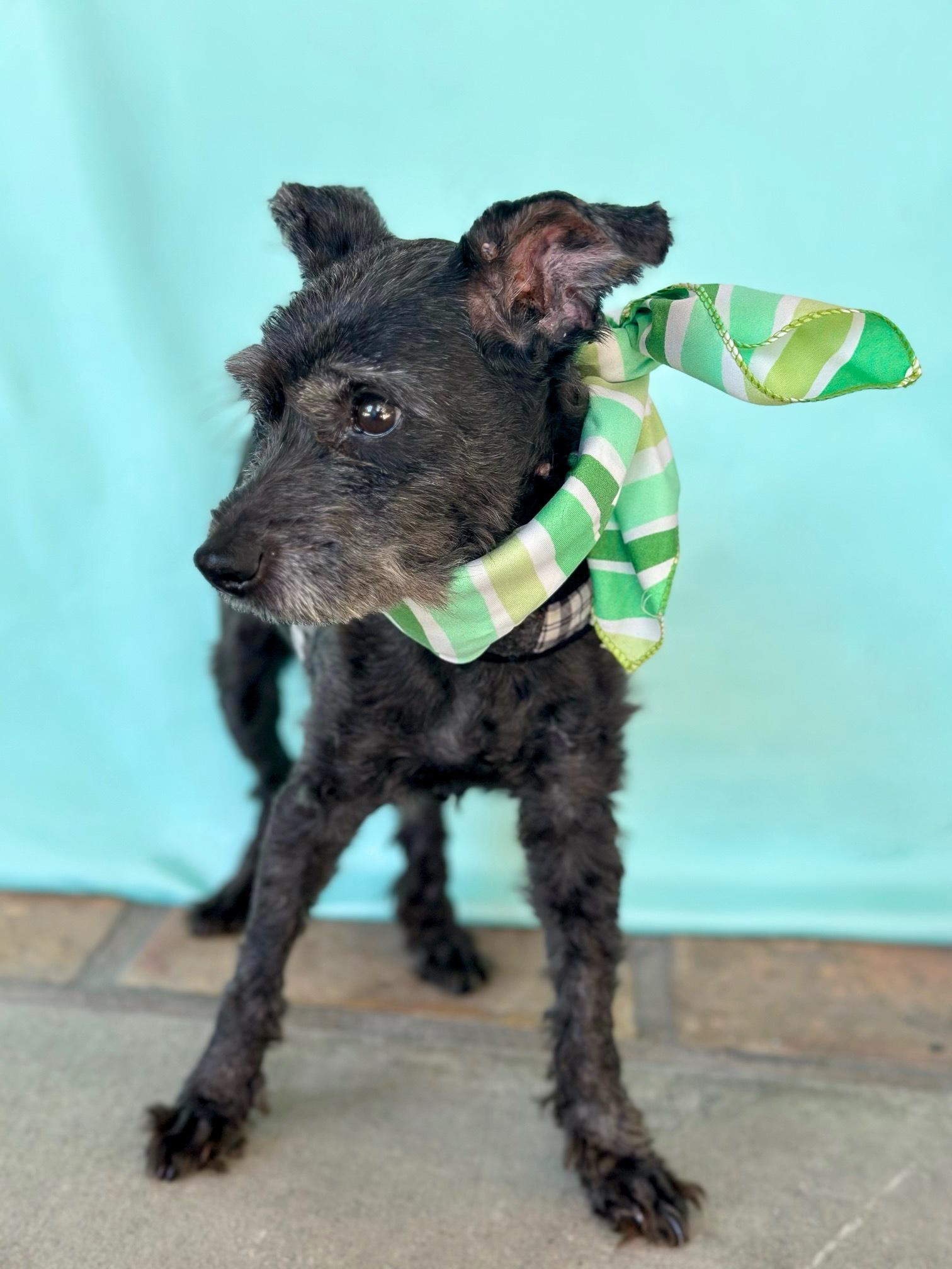 Jean Claude, a Adoptable mixed breed in Rancho Palos Verdes, CA image 4/6