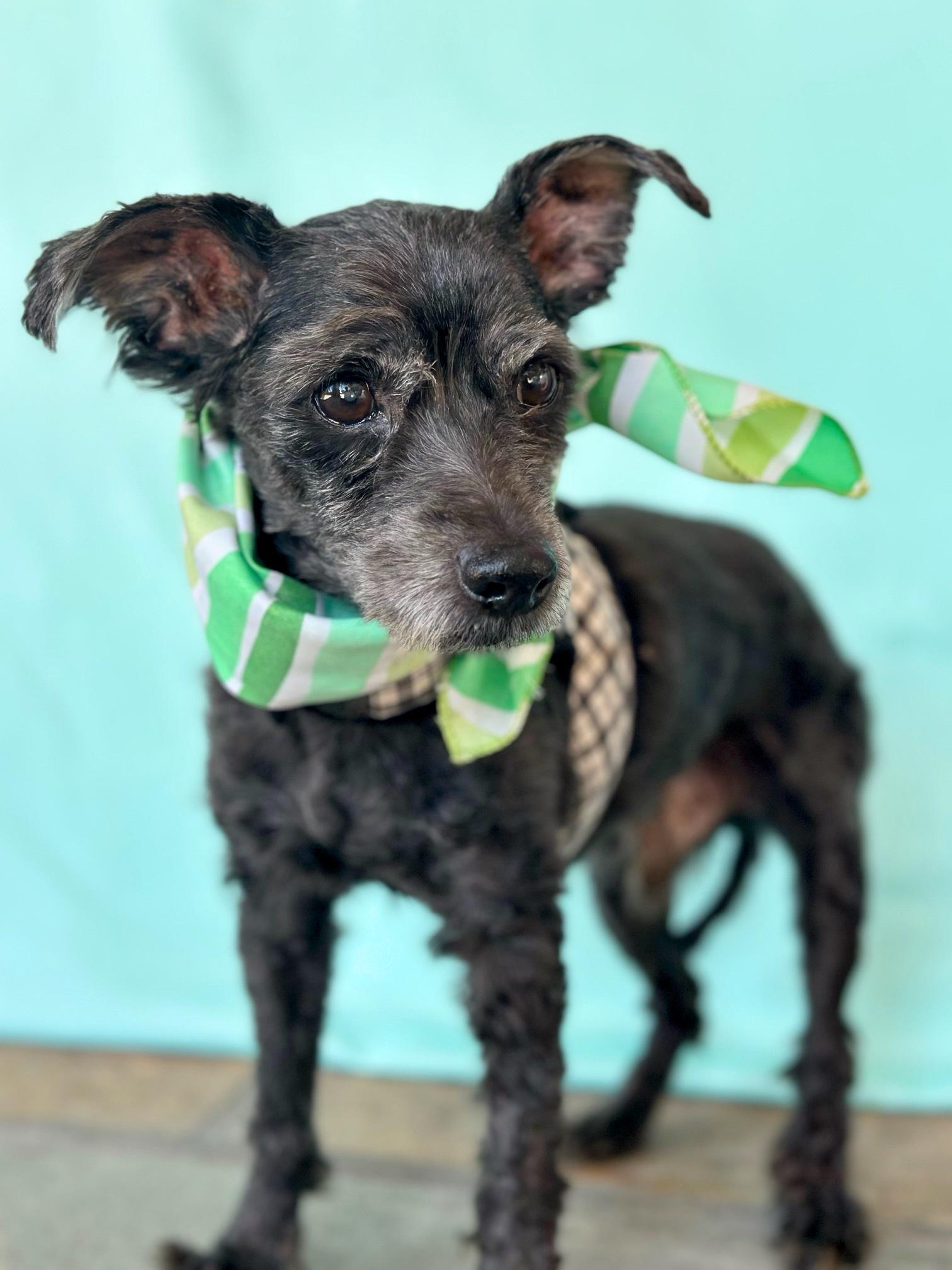 Jean Claude, a Adoptable mixed breed in Rancho Palos Verdes, CA image 5/6