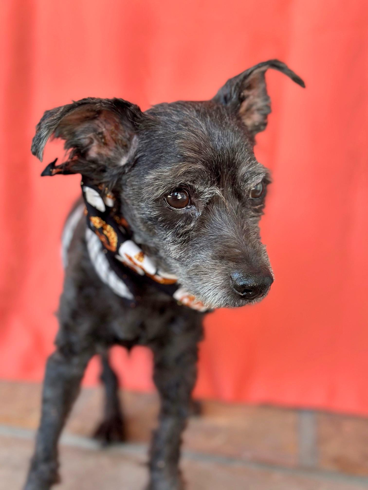 Jean Claude, a Adoptable mixed breed in Rancho Palos Verdes, CA image 6/6
