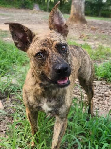 Tiger, a ADOPTABLE mixed breed in Pelzer, SC image 1/4