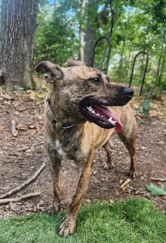 Tiger, a ADOPTABLE mixed breed in Pelzer, SC image 2/4