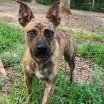 Tiger, a ADOPTABLE mixed breed in Pelzer, SC image 4/4