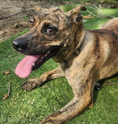 Tiger, a ADOPTABLE mixed breed in Pelzer, SC image 3/4