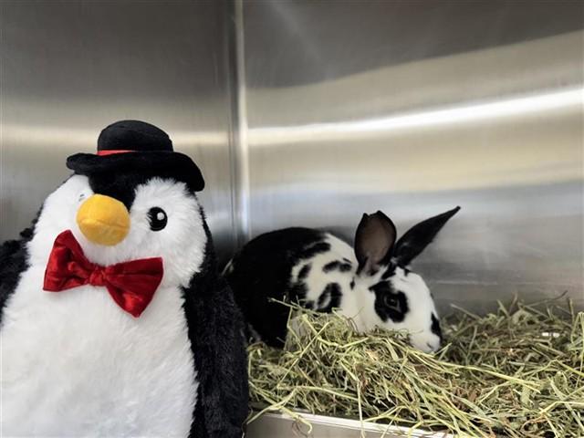 JOLIE, Adoptable, Adult Female Bunny Rabbit.