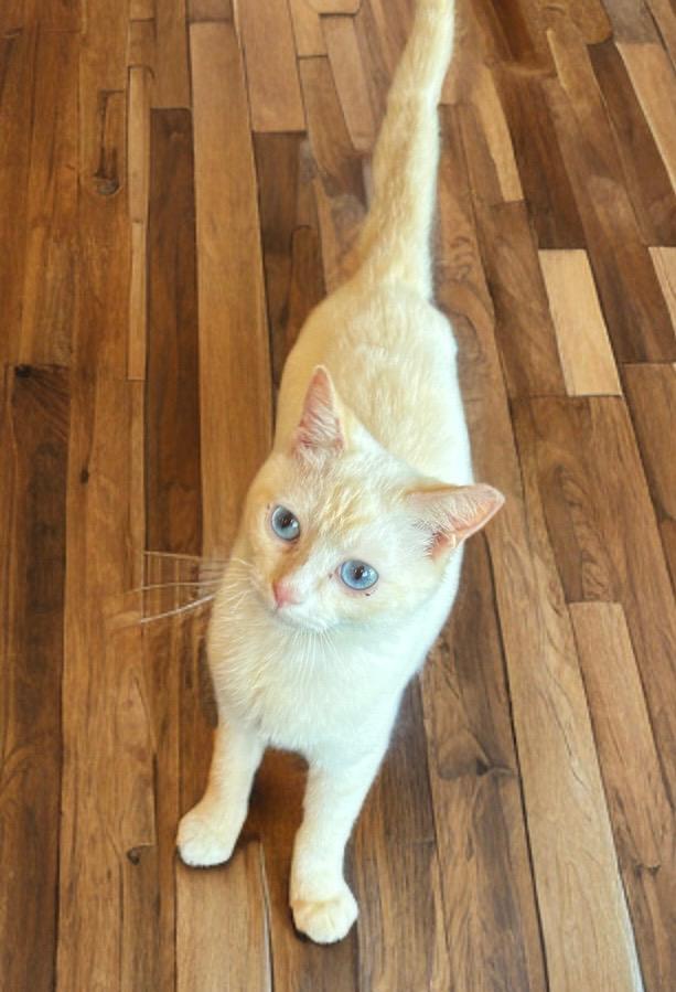 Enlarge Phoenix, an adopted mixed breed in Phoenix, AZ image 2/3