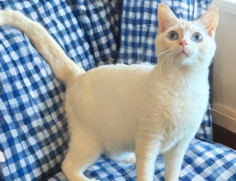 Enlarge Phoenix, an adopted mixed breed in Phoenix, AZ image 1/3