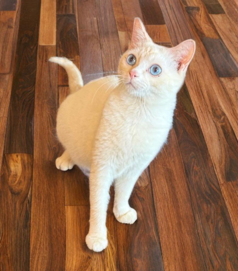 Enlarge Phoenix, an adopted mixed breed in Phoenix, AZ image 3/3