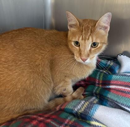 MANNY MEATBALL, Young Male Domestic Short Hair