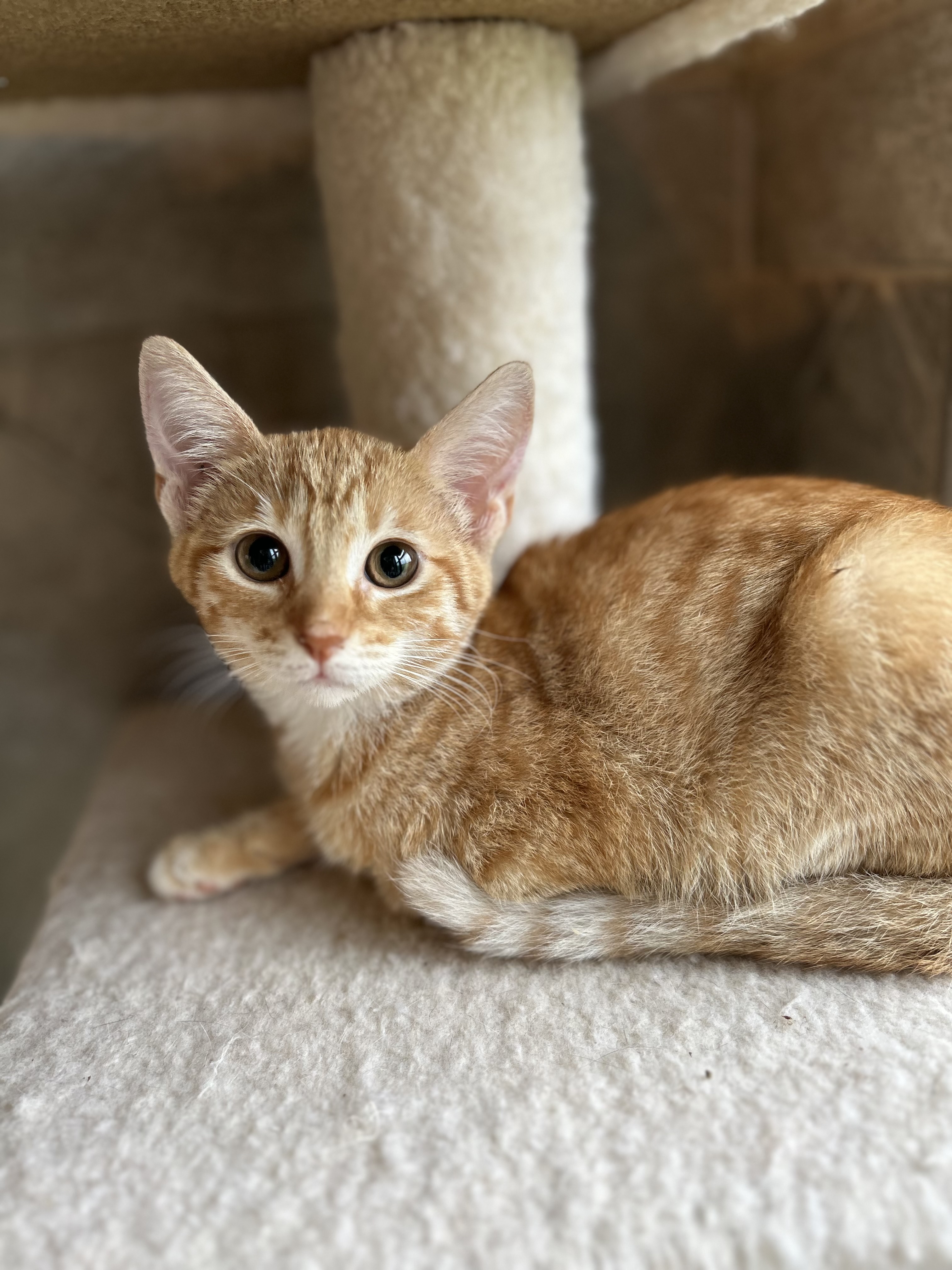 Enlarge Ophelia, a Adoptable Domestic Short Hair in Seguin, TX image 1/4