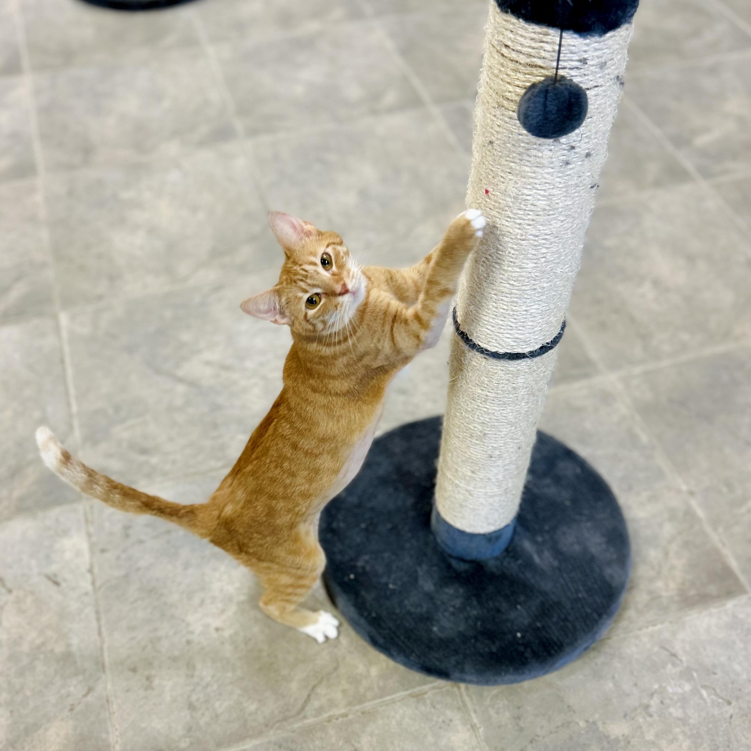 Enlarge Ophelia, a Adoptable Domestic Short Hair in Seguin, TX image 2/5