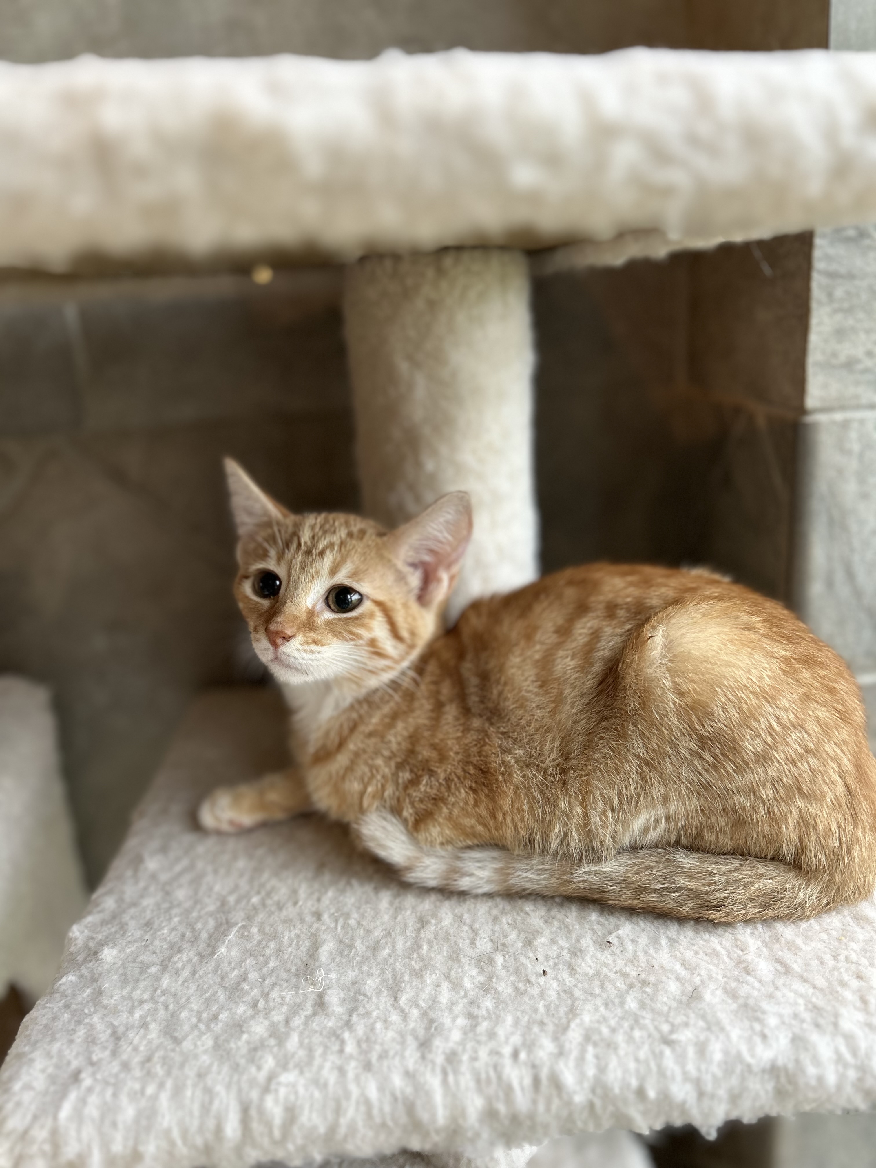 Enlarge Ophelia, a Adoptable Domestic Short Hair in Seguin, TX image 3/4