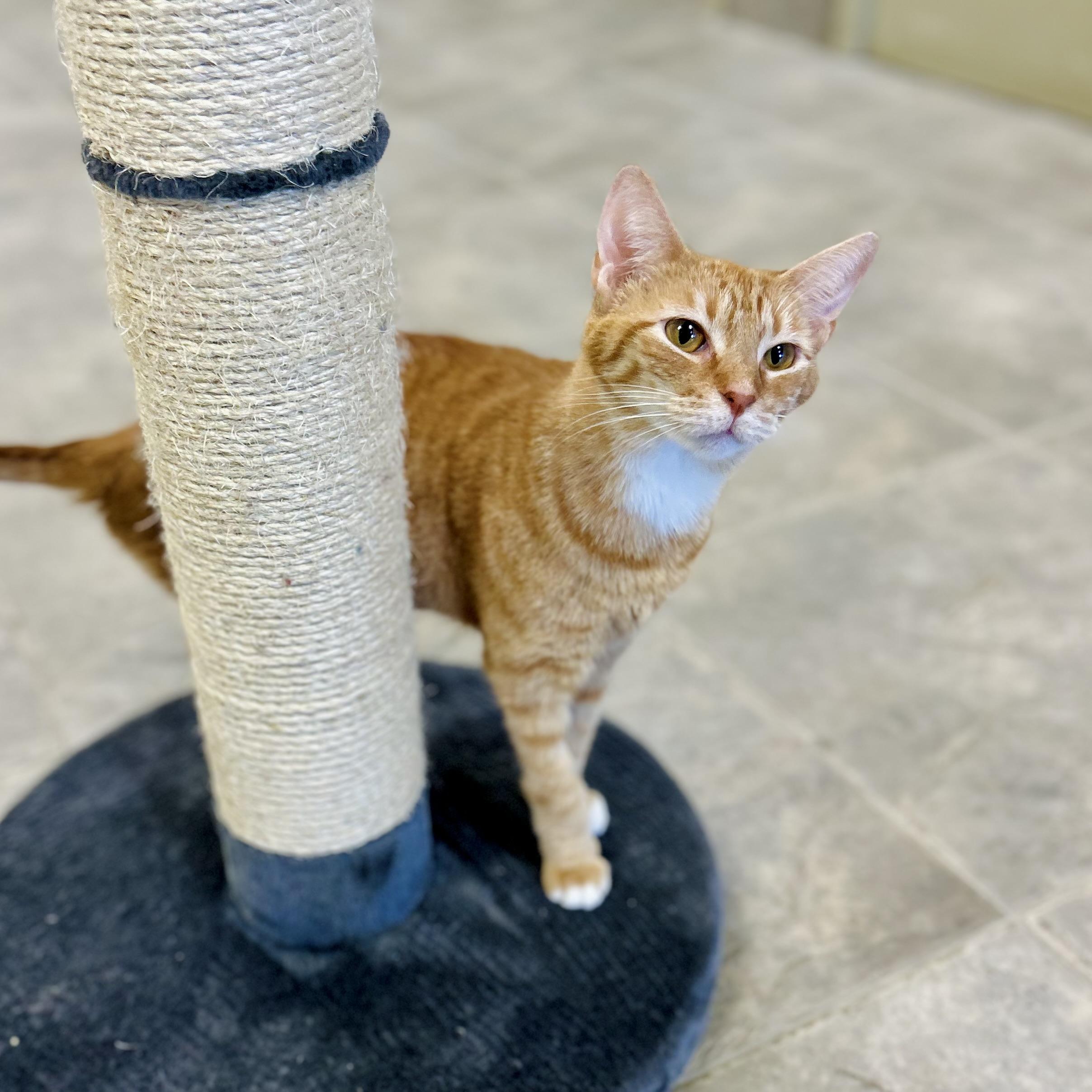 Enlarge Ophelia, a Adoptable Domestic Short Hair in Seguin, TX image 3/5