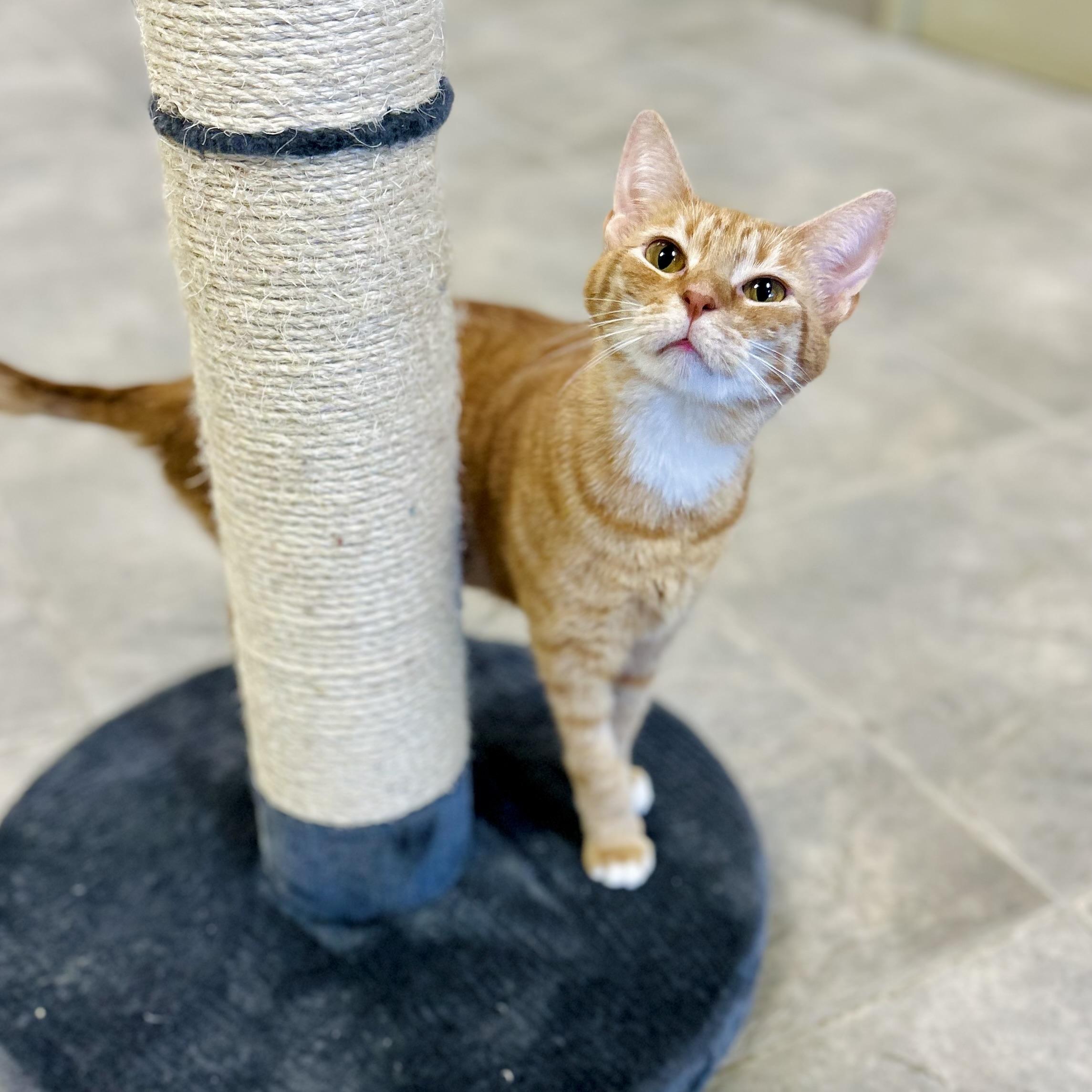 Enlarge Ophelia, a Adoptable Domestic Short Hair in Seguin, TX image 1/5